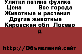 Улитки патина фулика › Цена ­ 10 - Все города Животные и растения » Другие животные   . Кировская обл.,Лосево д.